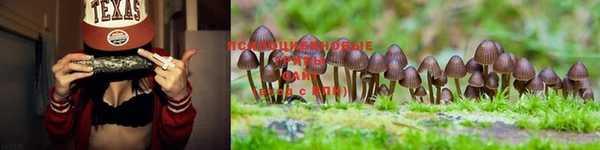прущие грибы Абинск